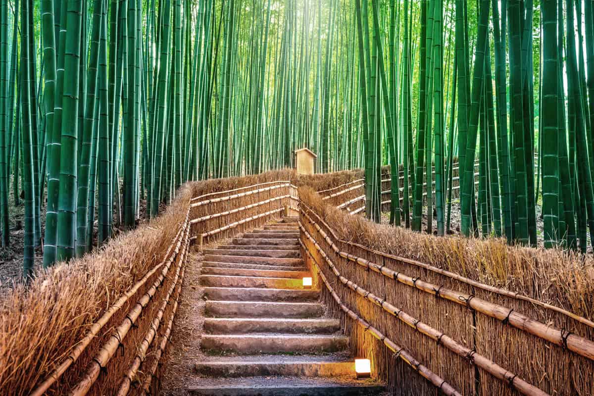 Bamboo grove in Kyoto